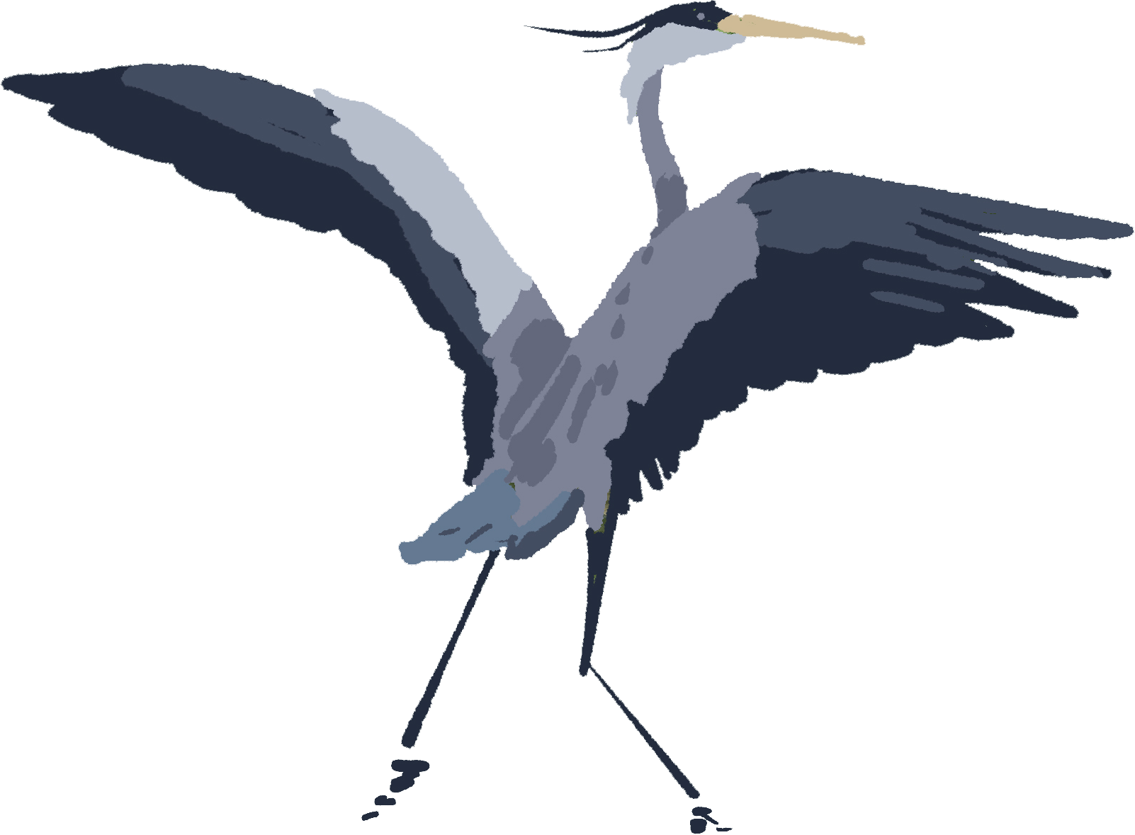 Heron with wings splayed